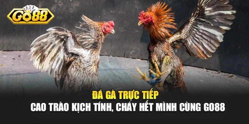Đá Gà Trực Tiếp – Cao Trào Kịch Tính, Cháy Hết Mình Cùng Go88