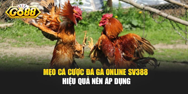 Mẹo cá cược đá gà online SV388 hiệu quả nên áp dụng