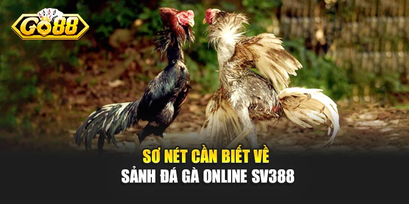 Sơ nét cần biết về sảnh đá gà online SV388