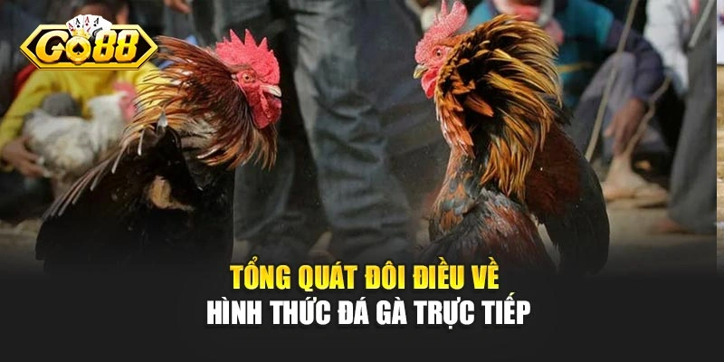 Tổng quát đôi điều về hình thức đá gà trực tiếp
